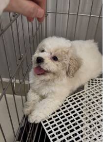 Cute Poodle puppy 