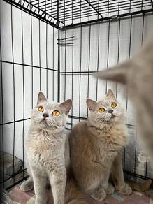 kitten bsh dan blh