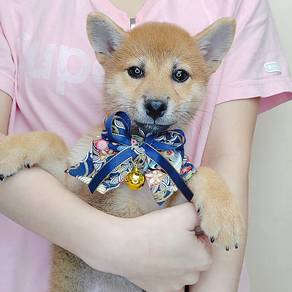 Shiba