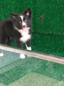 Pure Border Collie Puppy （边境牧羊幼犬）