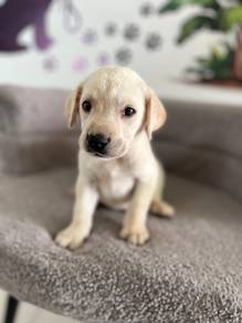 White Labrador 3