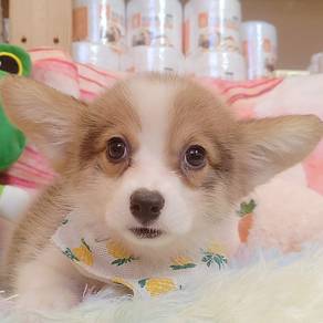 Welsh Corgi