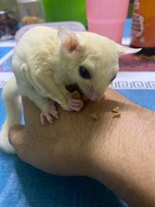 Sugar glider albino
