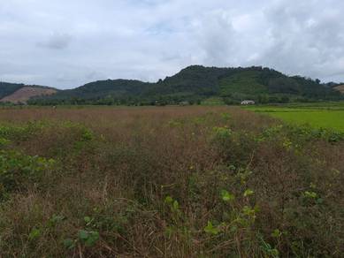 Agricultural Land in Pendang, KDH