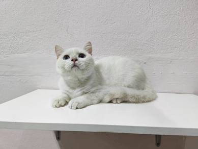 British shorthair male kucing jantan