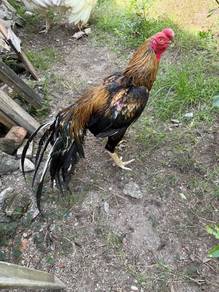 ayam pembaka Aseel parrotbeak ori