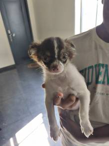 Chihuahua