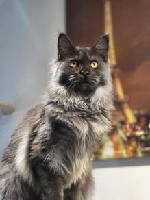 black smoky female mainecoon kitten 