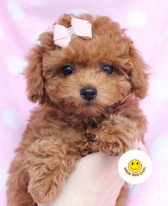 QW6E577 Tiny Poodle puppy dogs