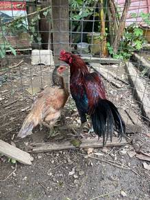 Sepasang Ayam Pama Jalan