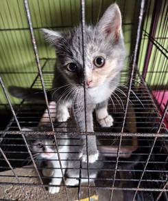 BSH untuk dilepaskan
