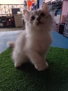 non standard munchkin