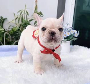 FRENCH BULLDOG PUPPIES VIP245🌻Cute & Healthy Boy