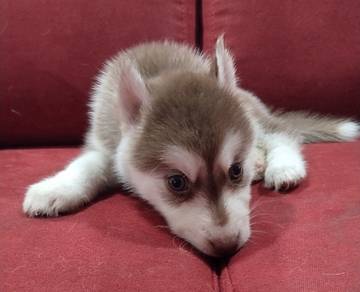 Husky Puppies Available, selling urgently!!