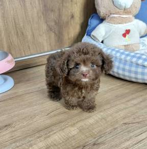 POODLE PUPPIES I169🌻 Tiny-Tea cup Import 