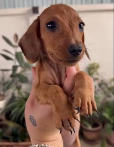 Daschunds