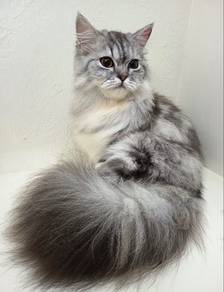 british long hair marble