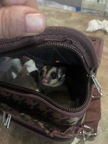 Sugar Glider