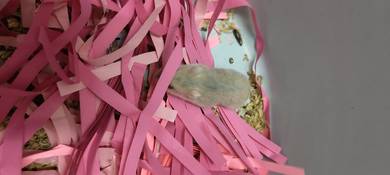 hamster untuk clear