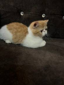 Munchkin Exotic