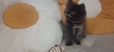 Cat Persians