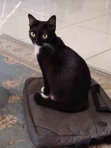 Ibu kucing free for adoption