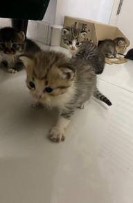 anak BSH