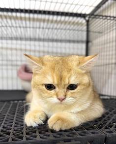 British Shorthair Golden