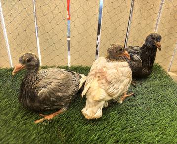 Burung Merpati Racing Homer Anak Suap