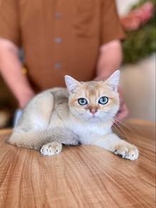 bsh british shorthair golden ny11 male kitten cat