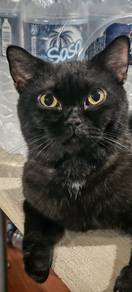 Bsh black for rehome
