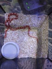 corn snake