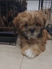 Shihpoo