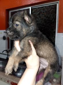 German shepherd puppy 