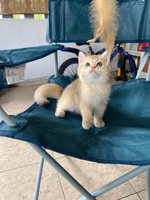 British Short Hair Golden