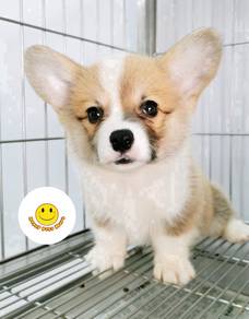 R_W5552 Welsh Corgi Brown white haired puppy