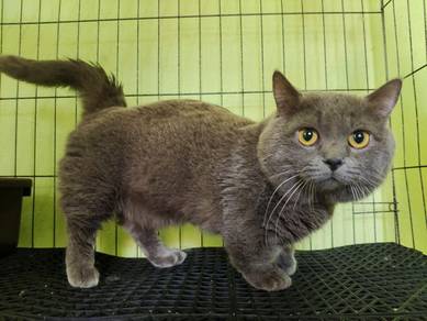 Mating Service Munchkin BSH Blue