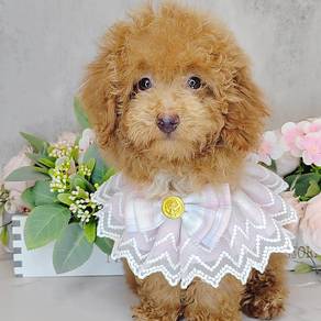 Poodle