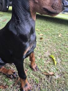 big chest big bone doberman 