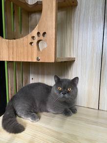 Munchkin bsh Supershort