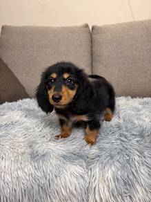 Long coat daschund puppy