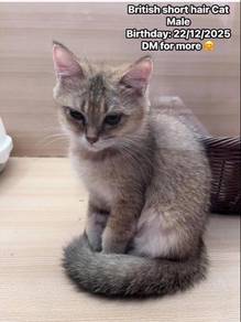 British short hair Cat for sale