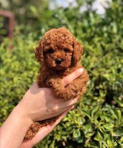 V90177 PRETTY Tiny Poodle puppies dogs