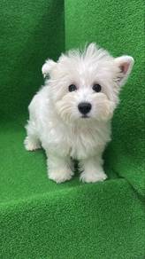 Westie Male imported Puppy