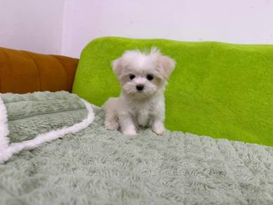 Maltese