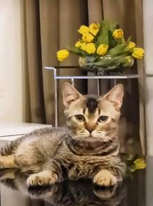 Munchkin short legs 