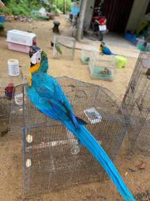 Burung Blue And Gold Macaw Freefly Parrot Bird