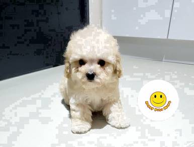 GS_P201 Champagne TINY Poodle puppy dog