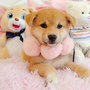 Shiba Inu