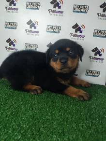 Rottweiler with mka cert female